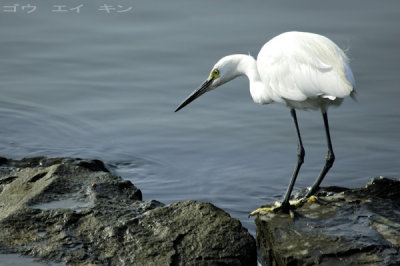 256_egret.jpg