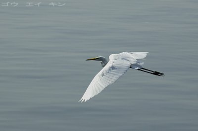 258_egret.jpg