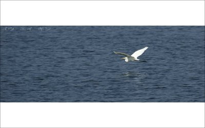 259_egret.jpg