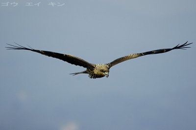 260_eagle.jpg