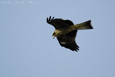 261_eagle.jpg