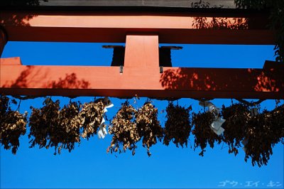 Matsu-o Taisha, Kyoto