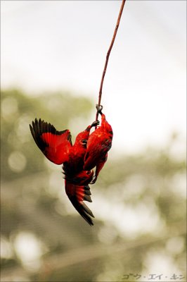 jurong_birdpark_03.jpg