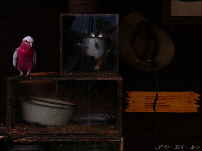 Jurong Bird Park