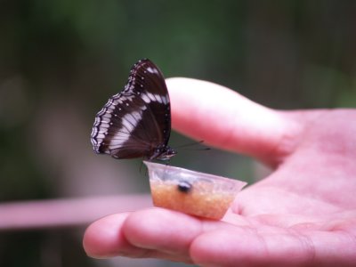 Butterfly garden-feed.JPG
