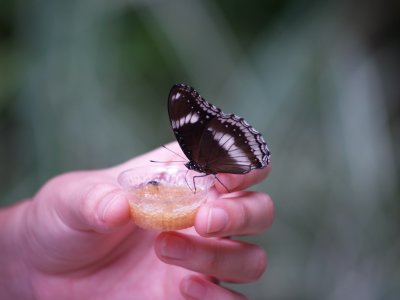 Butterfly garden2-feed.JPG