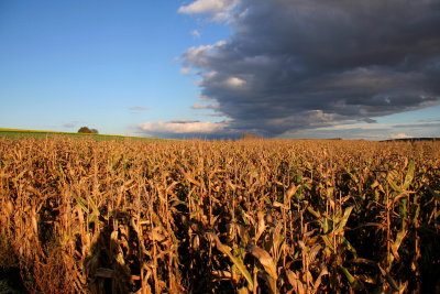 clouds on field