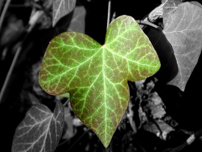 green leaf