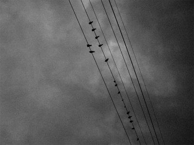12th - The Birds on a Wire