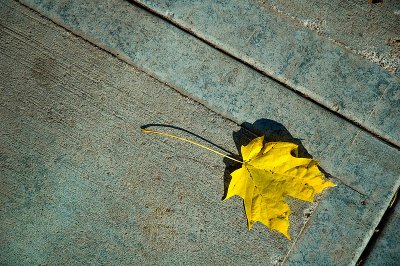Yellow Leaf  ~  October 31  [19]