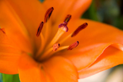 Asiatic Lily  ~  November 3  [12]