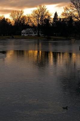 Mill Pond Duck  ~  December 16