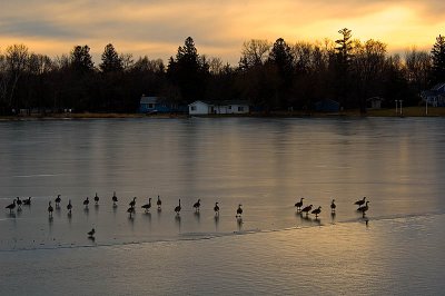 Geese on the Mill Pond  ~  December 17  [15]