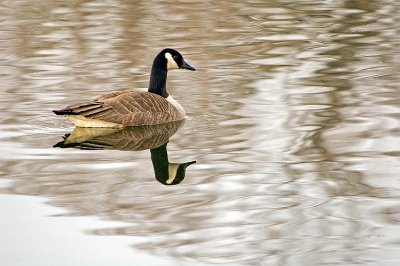 Canadian Goose  ~  January 4  [13]