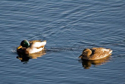 Winter Ducks on the Pond ~ January 19