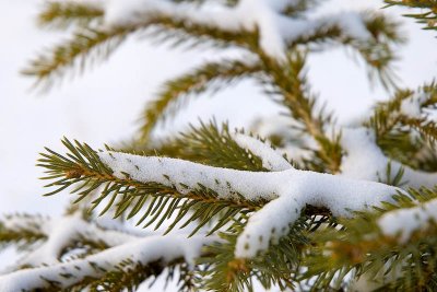 Snow Falling Softly on Pine...  ~  January 22