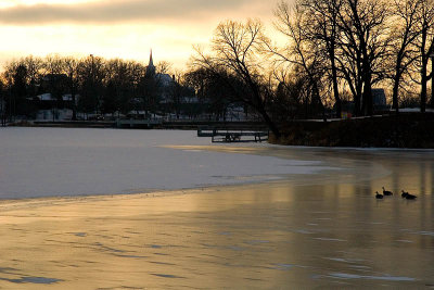 Ducks on the Frozen Mill Pond ~ January 25