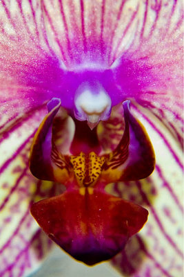 Orchid  ~  January 28