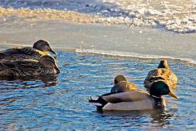 Mill Pond Ducks  ~  January 31