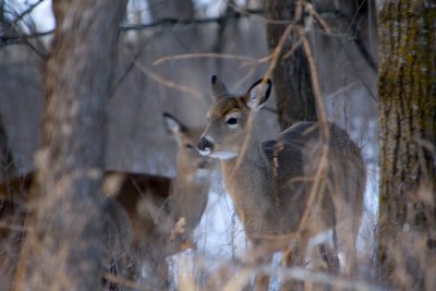 Sibley State Park Wildlife  ~  February 11  [8]