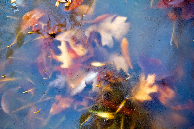 Leaves in Ice  ~  February 23  [15]
