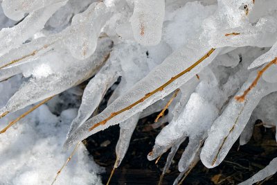 Encased in Ice  ~  March 9