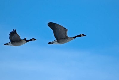 Canadian Geese in Flight  ~  March 12  [12]