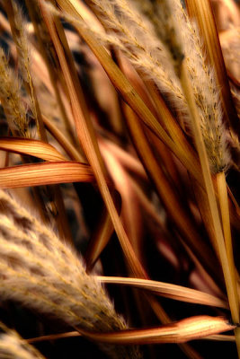 Native grasses  ~  March 18  [9]