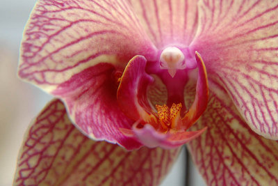 Orchid  ~  April 22