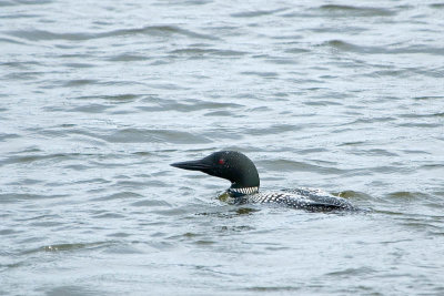 Loon on the Pond  ~  April 24  [5]