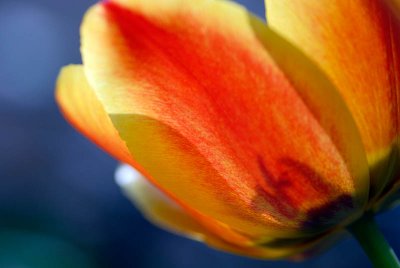 Backlit Tulip  ~  May 9  [5]