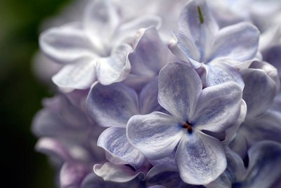 Lilac  ~  May 16