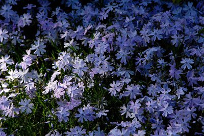 Phlox  ~  May 17