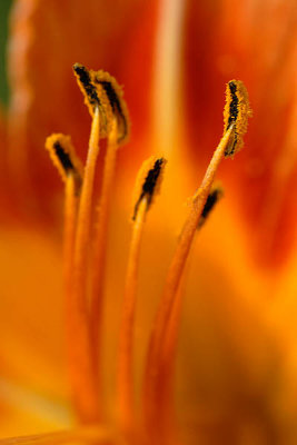 Asiatic Lily  ~  June 2