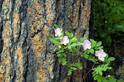 Woodland Flowers