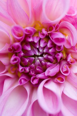 Dahlia  ~  June 21