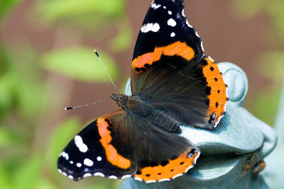 Butterflies Are Free  ~  June 22