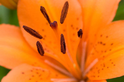 Lily  ~  June 23