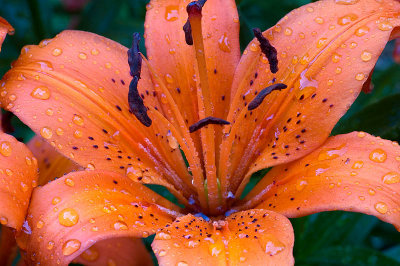 Lily  ~  June 28