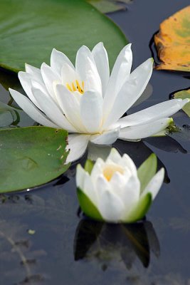 Water Lilies  ~  July 16