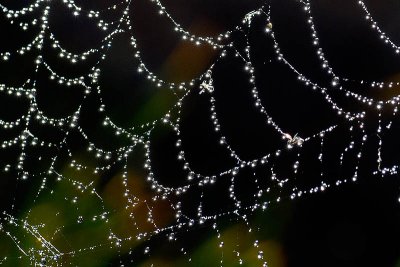 Spider Web  ~  August 29
