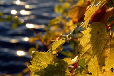Backlit Fall Leaves at the Pond  ~  September 27  [20]