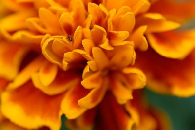 Marigold Closeup  ~  October 2  [10]
