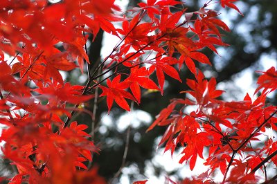 nikko 49.JPG