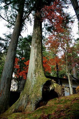 nikko 63.JPG