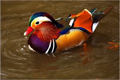 Mandarin Duck- Richmond Park