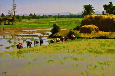 Women Sowing Rice- Mysore South India.jpg