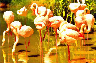 Flamingos Feeding-London Zoo.jpg