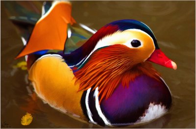 Mandarin Duck- Richmond Park.jpg