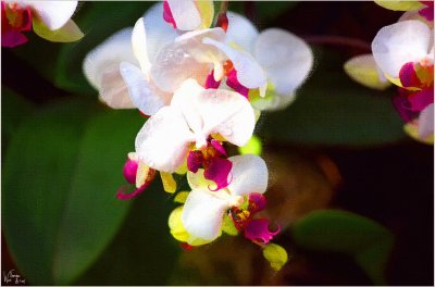 Orchid 01.jpg